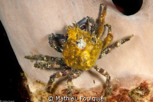 decorator crab by Mathieu Foulquié 